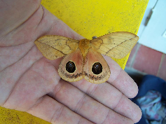 FIGURE 5c FIGURE 5c